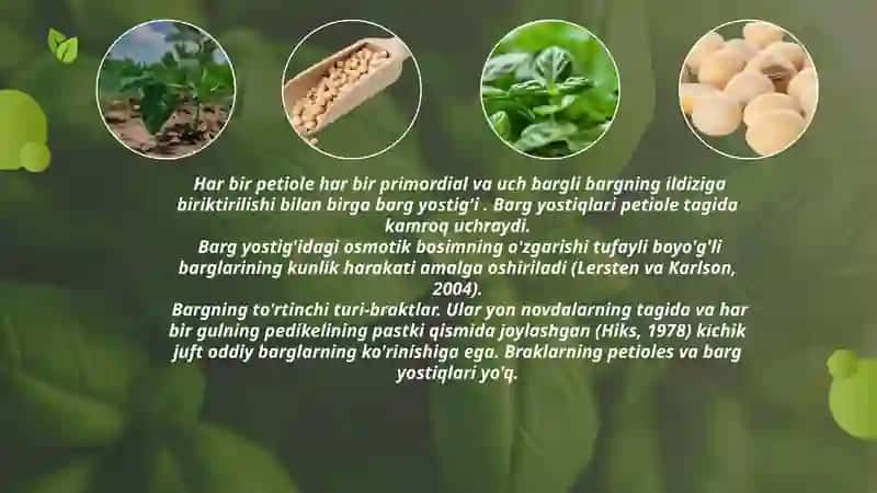 So‘ya o‘simlikni tuzilishi. Bargi poyasi ildizi  gulni rivojlanishi dukkaki va doni. 4