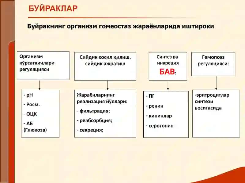 Буйрак Касалликлари Билан Касалланган Беморларни Текшириш 4