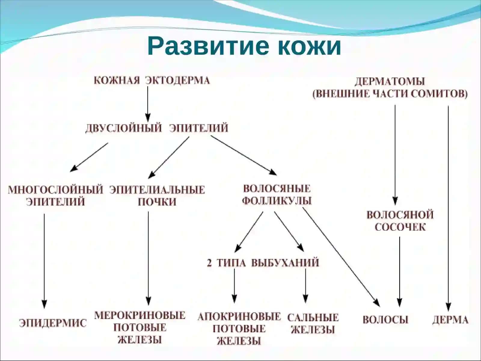 Кожа 4