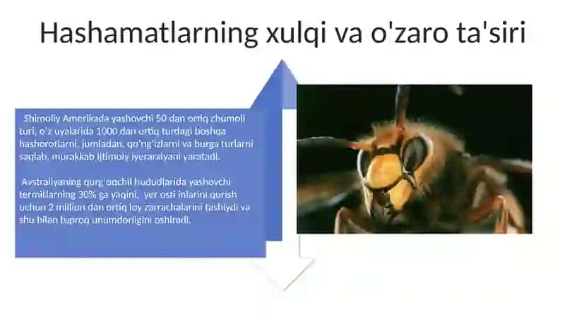 Hashorotlarlar ekalogiyasiga doir taqdimot tayyorlash 4