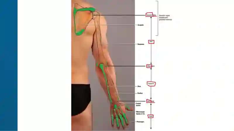 Thorax Anatomy 4