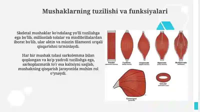 Mushaklarning ishi va biomexanikasi 4
