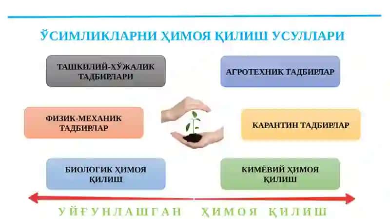 КЎЧАТХОНА ВА МЕВАЛИ БОҒЛАРДА УЧРОВЧИ АСОСИЙ ЗАРАРКУНАНДАЛАРГА ҚАРШИ КУРАШ- ЧОРА ТАДБИРЛАРИ 4
