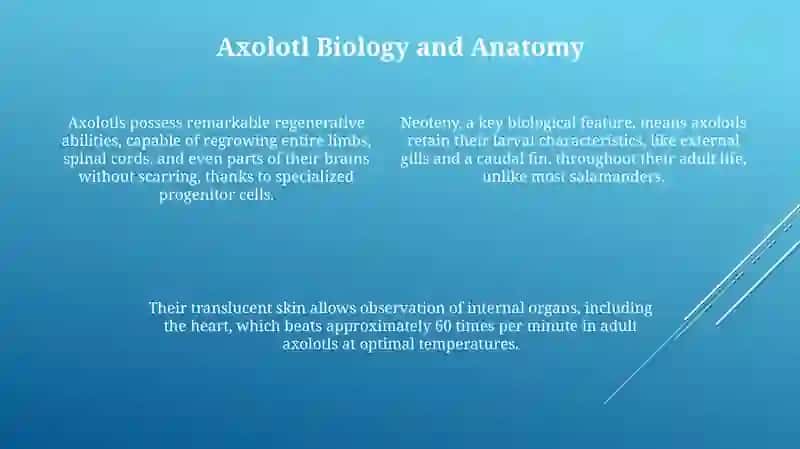 Axolotl 4