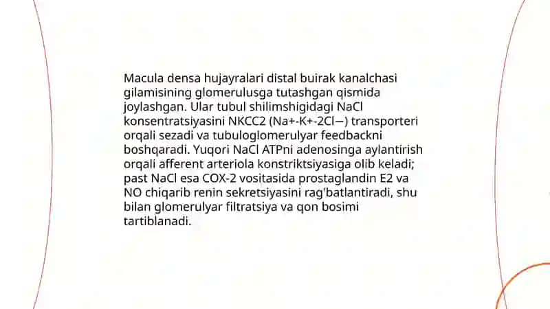 Buyrakning yukstaglomerulyar apparati sitofiziologiyasi 4