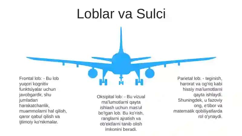 Bosh Miya Katta Yarim Sharlarining Fiziologiyasi 4