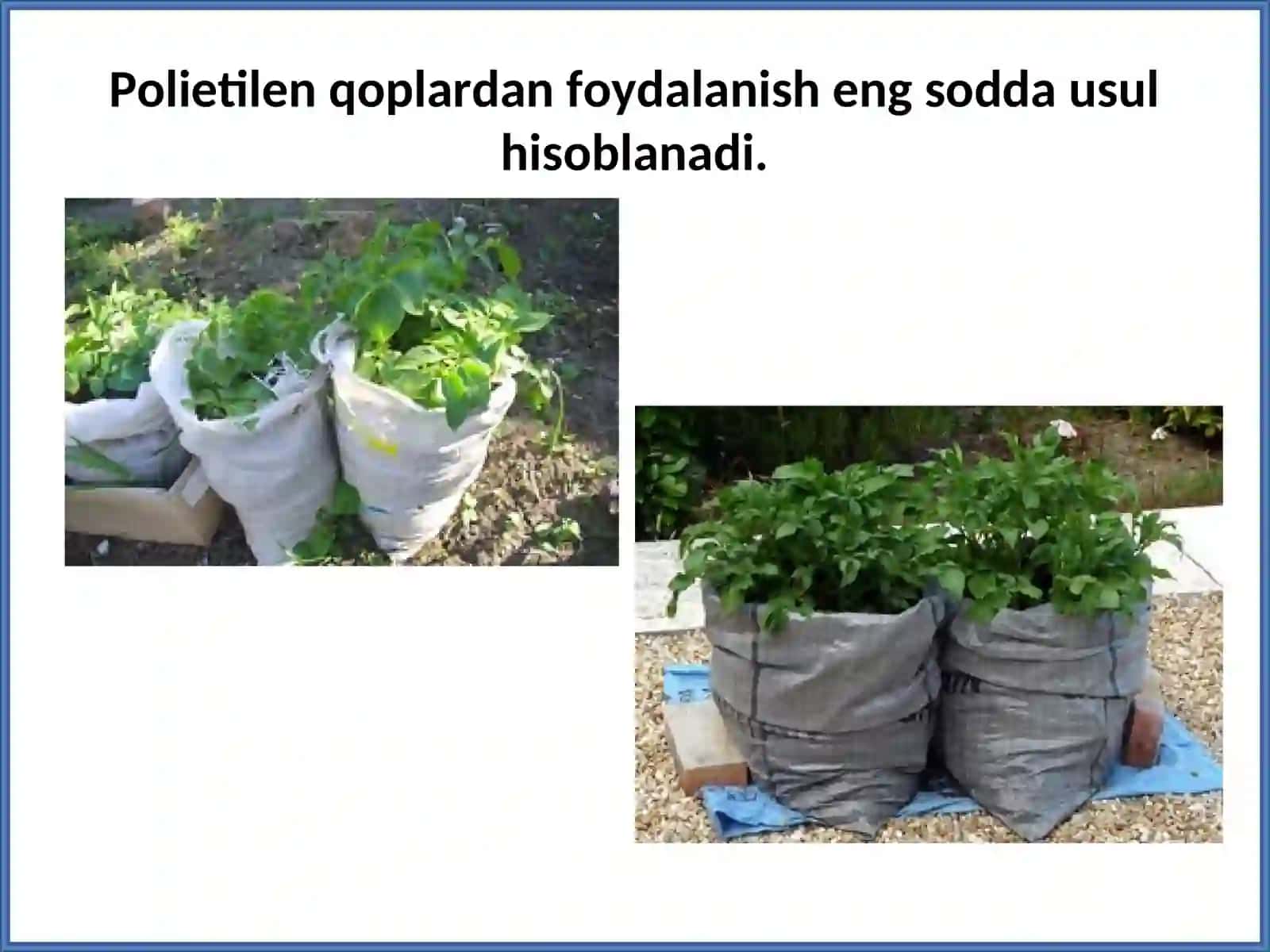 KARTOSHKANI QOPLARDA YETISHTIRISH VA SUG’ORISH TEXNOLOGIYASI 4