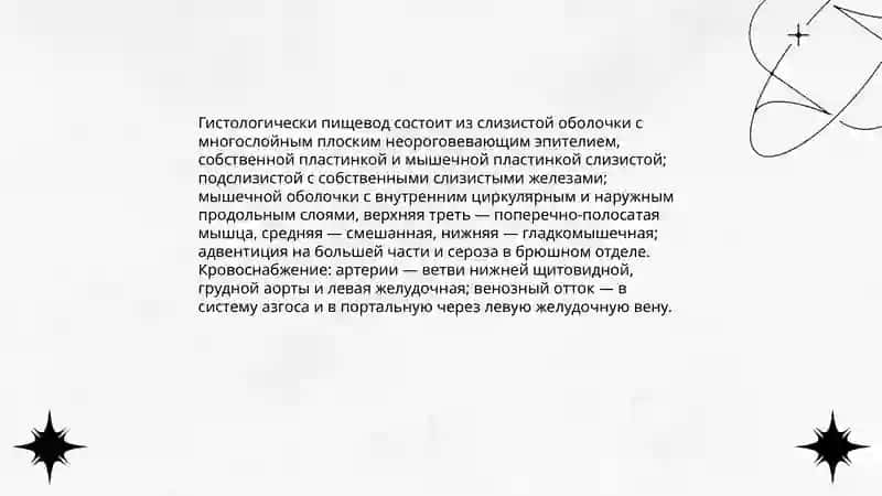 Пищевод 4