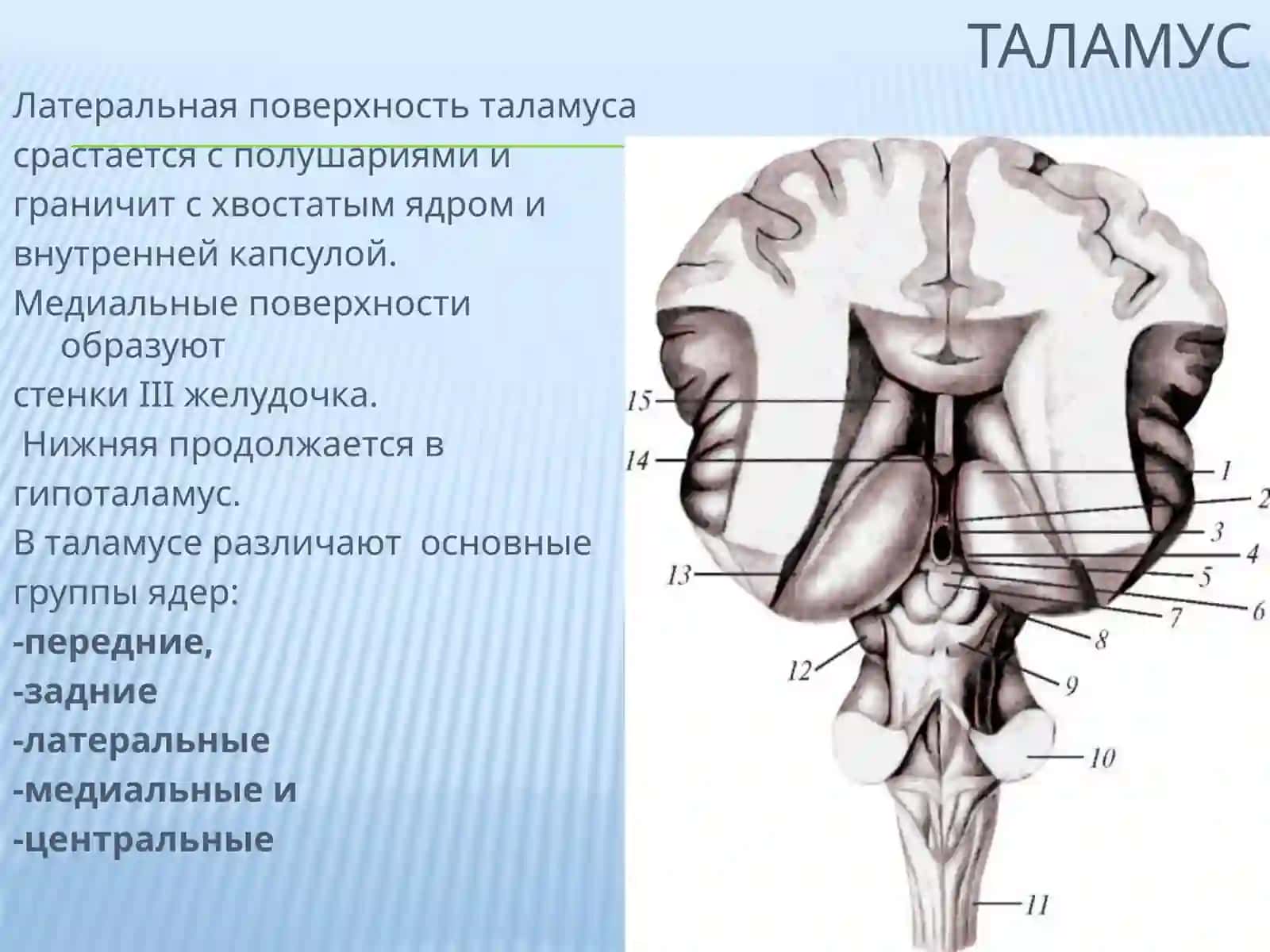Анатомия промежуточного мозга 4