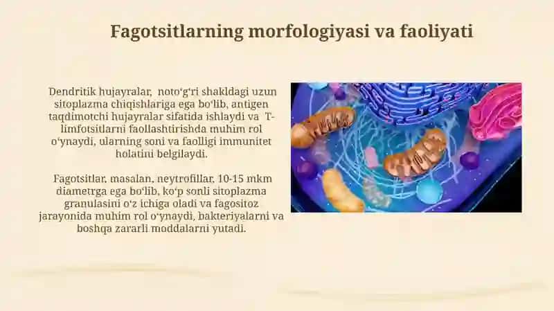 Immun-himoya reaksiyalaring morfologik asoslari 4