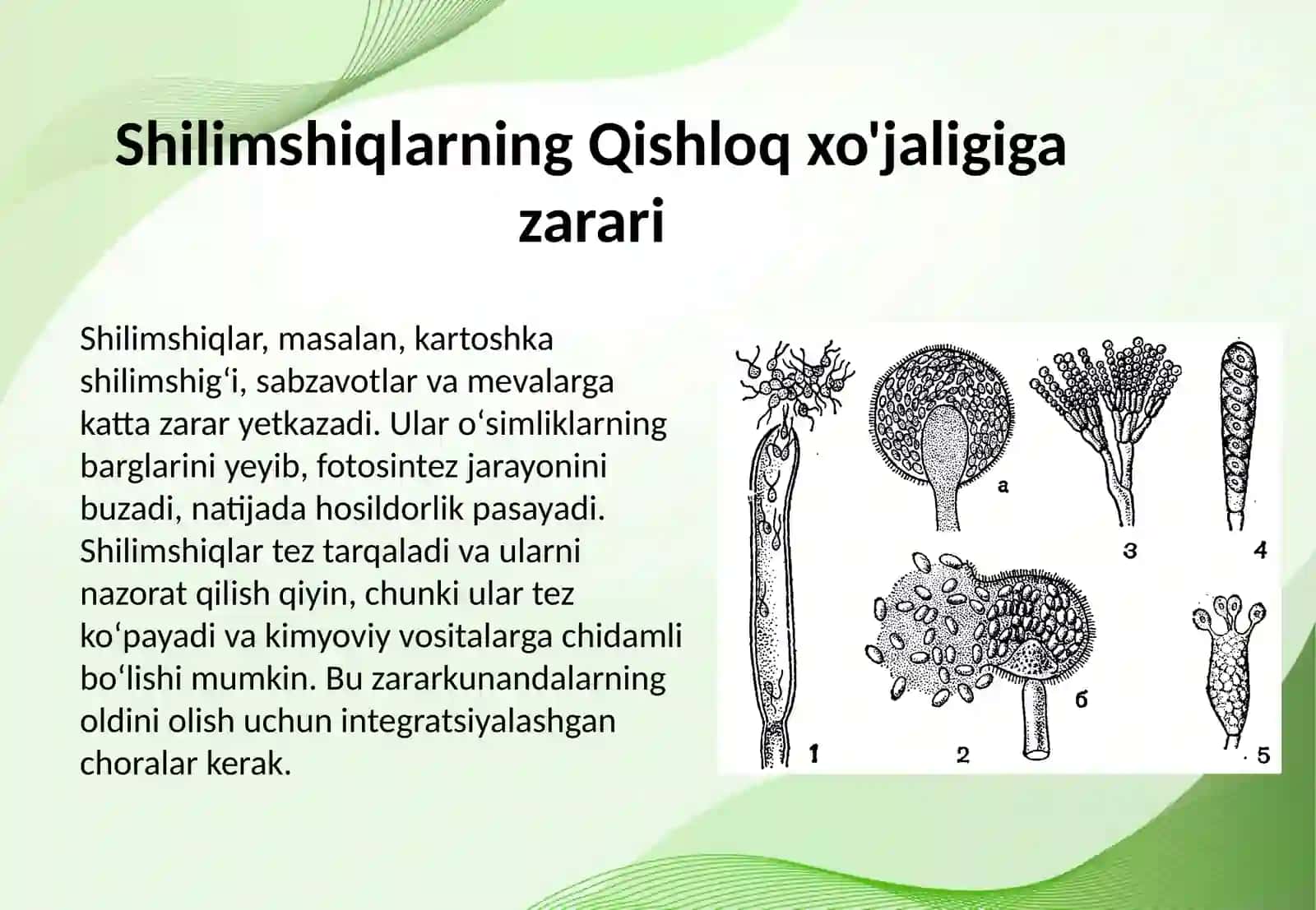 Qishloq xo'jaligiga zarar keltiradigan shilimshiqlar va zamburuqlarni tarqalishi 4