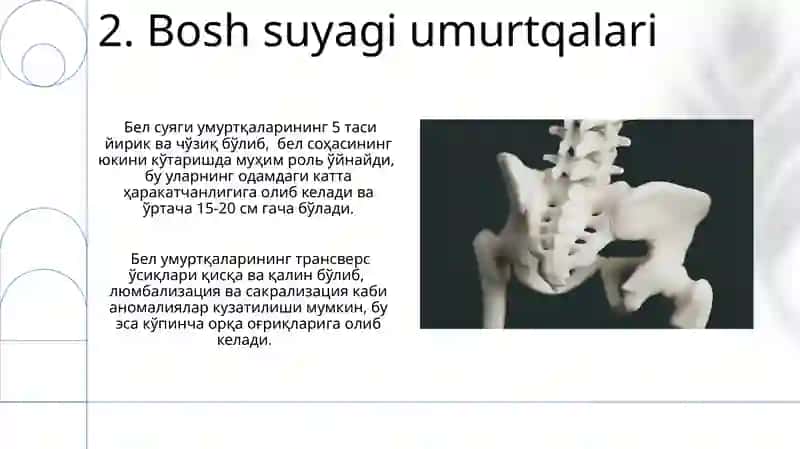 Umurtqalarning umumiy tuzilishi 4