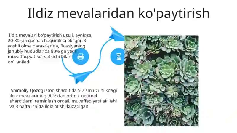 Oʻzimliklarning vegitativ koʻpayishi 4