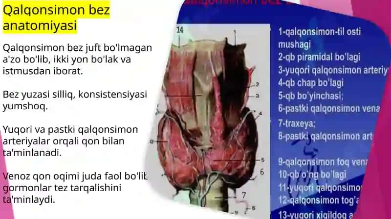 Qalqonsimon va qalqonoldi bezlarining anatomiyasi, fiziologiyasi va patologiyasi. 4
