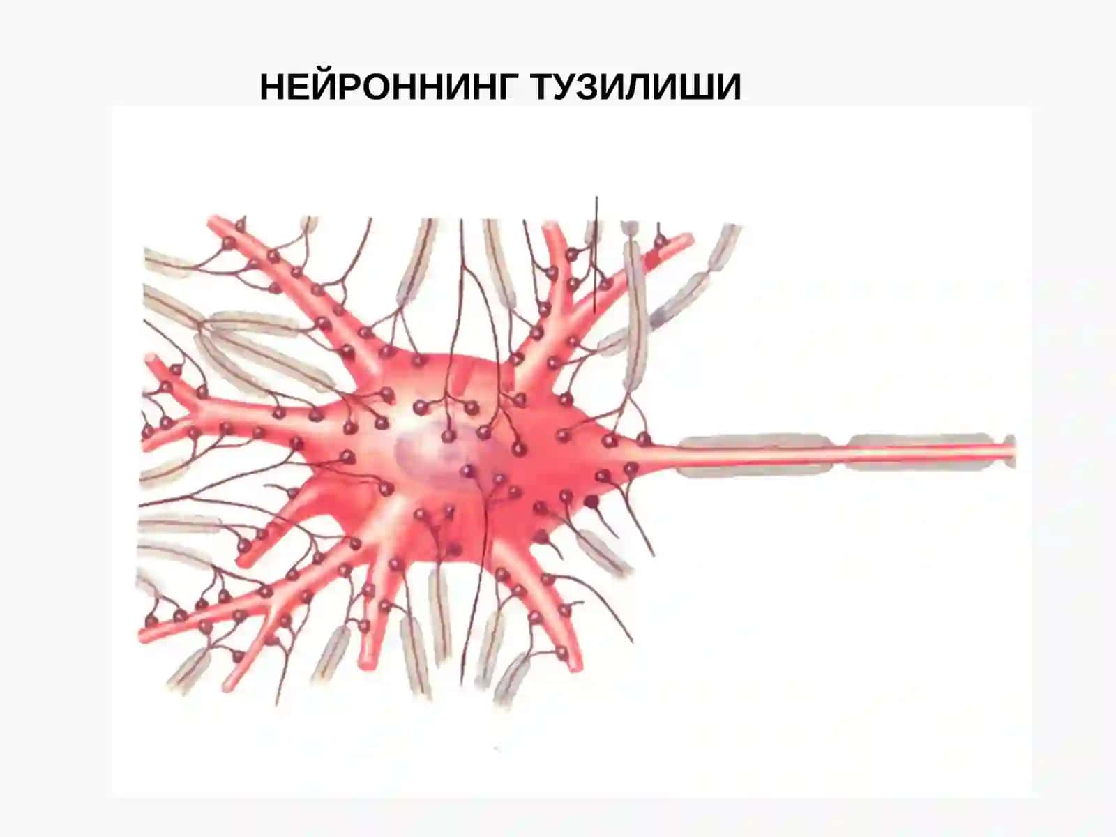 Нерв тизимининг умумий анатомияси. Орқа миянинг вазифавий ва ёшли анатомияси 4