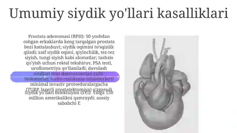 siydik ajratish a'zolari (organa urinaria) 4