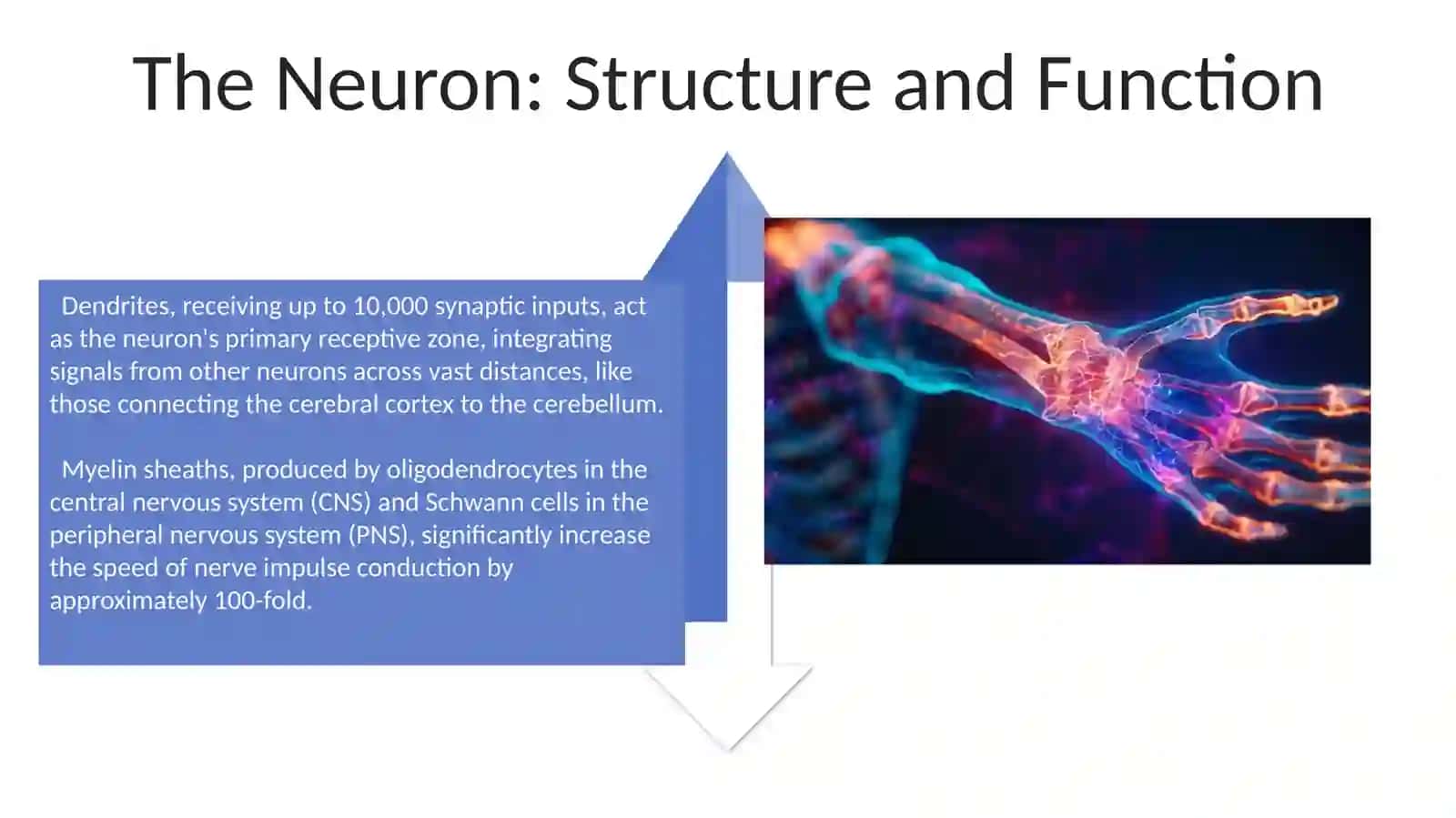 Nervus system 4
