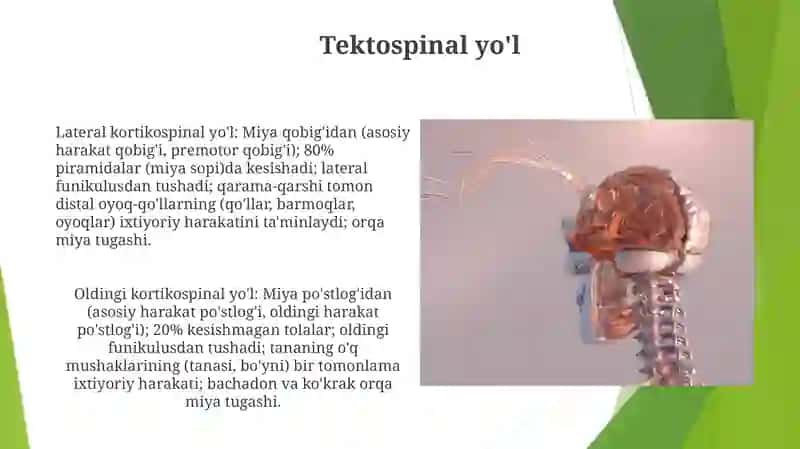 Bosh va orqa miya oʻtkazuv yoʻllari 4
