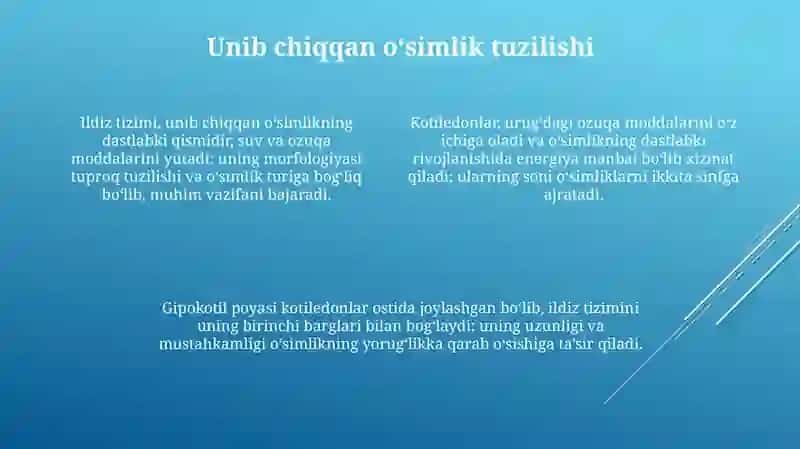 Urugʻlarning unib chiqishi maysalarning tuzilishi 4