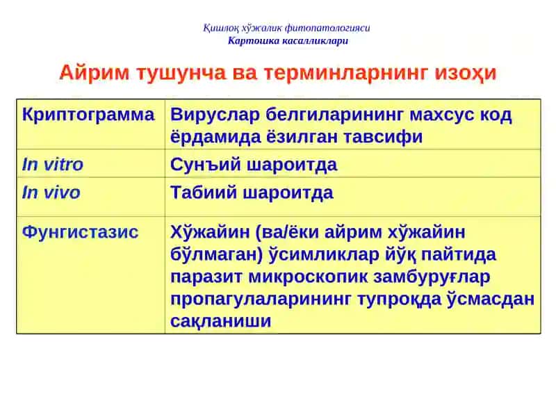 КАРТОШКА КАСАЛЛИКЛАРИ 4
