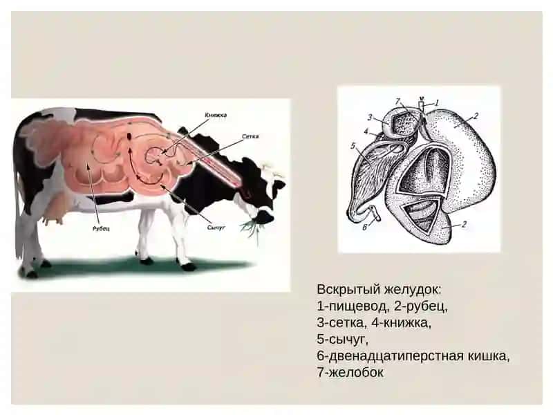 Пищеварительной системы жвачных животных 4