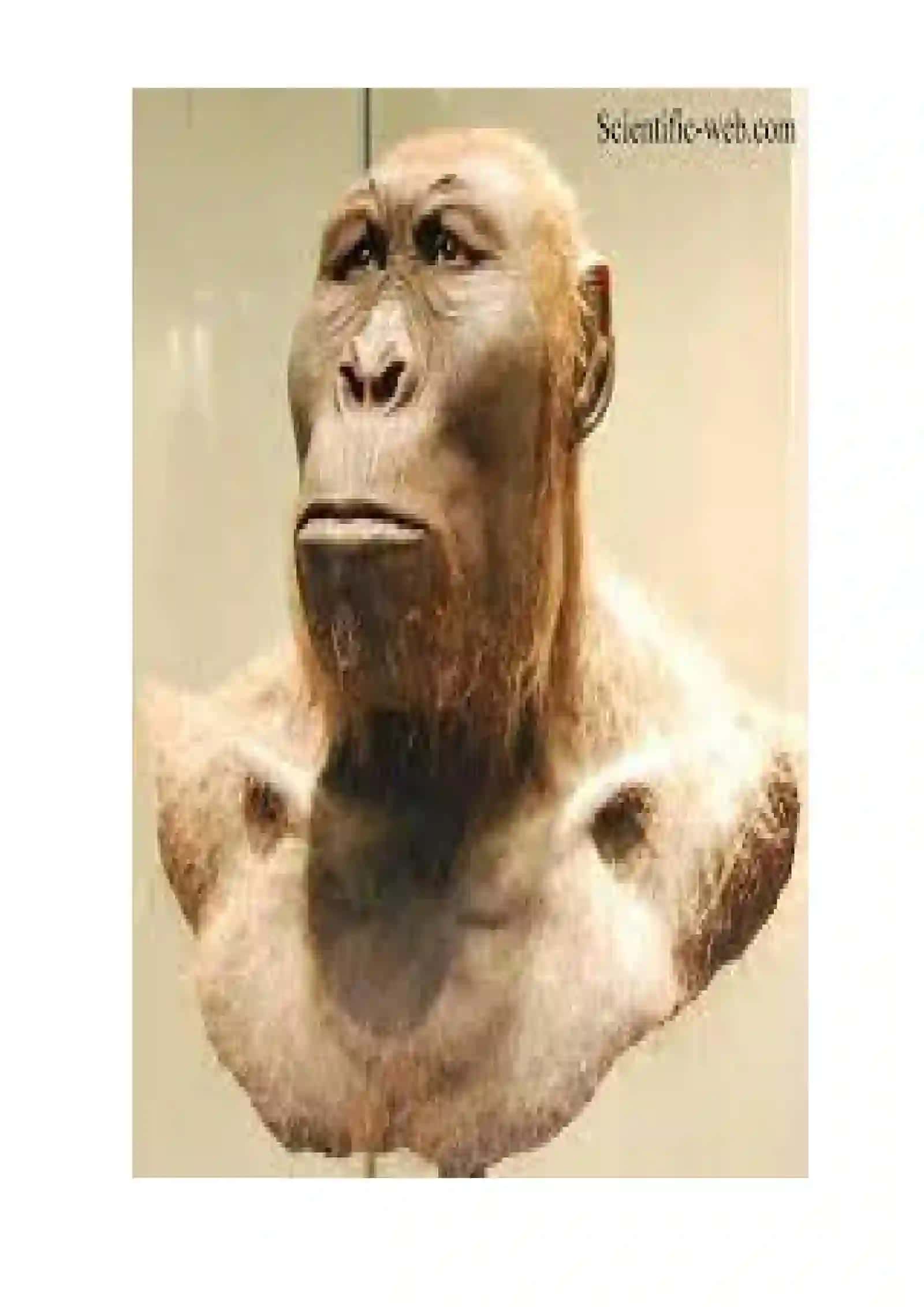 Zinjantrop Odamlar 4