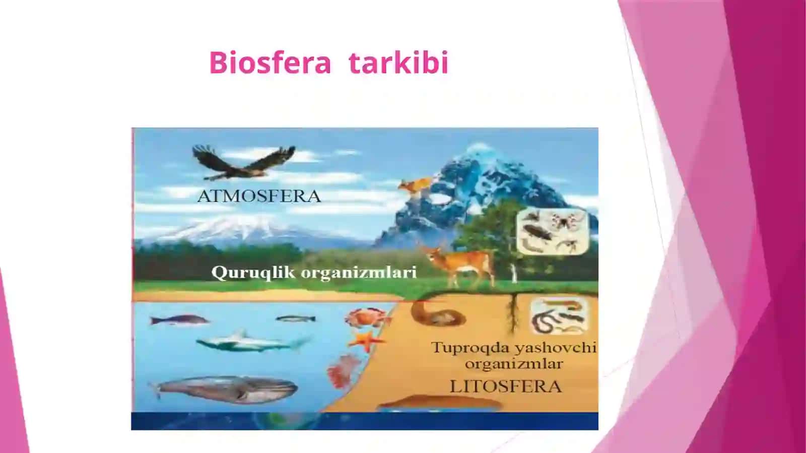 Biosferachegaralar va tarkibi 4
