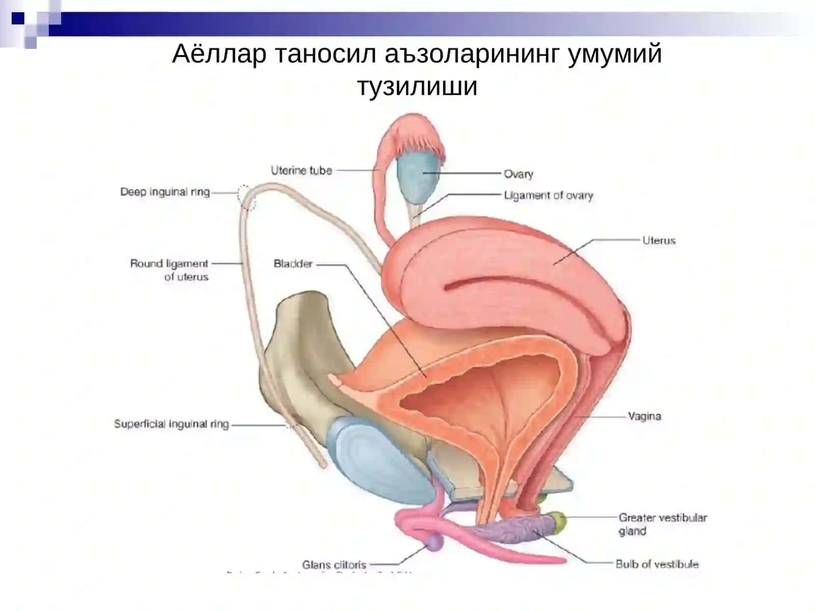 Аёллар таносил аъзолари. Сут бези 4