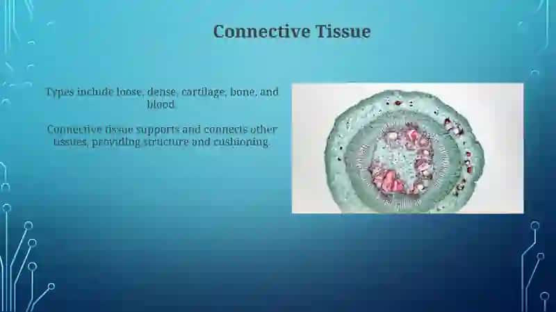 Histologiya 4