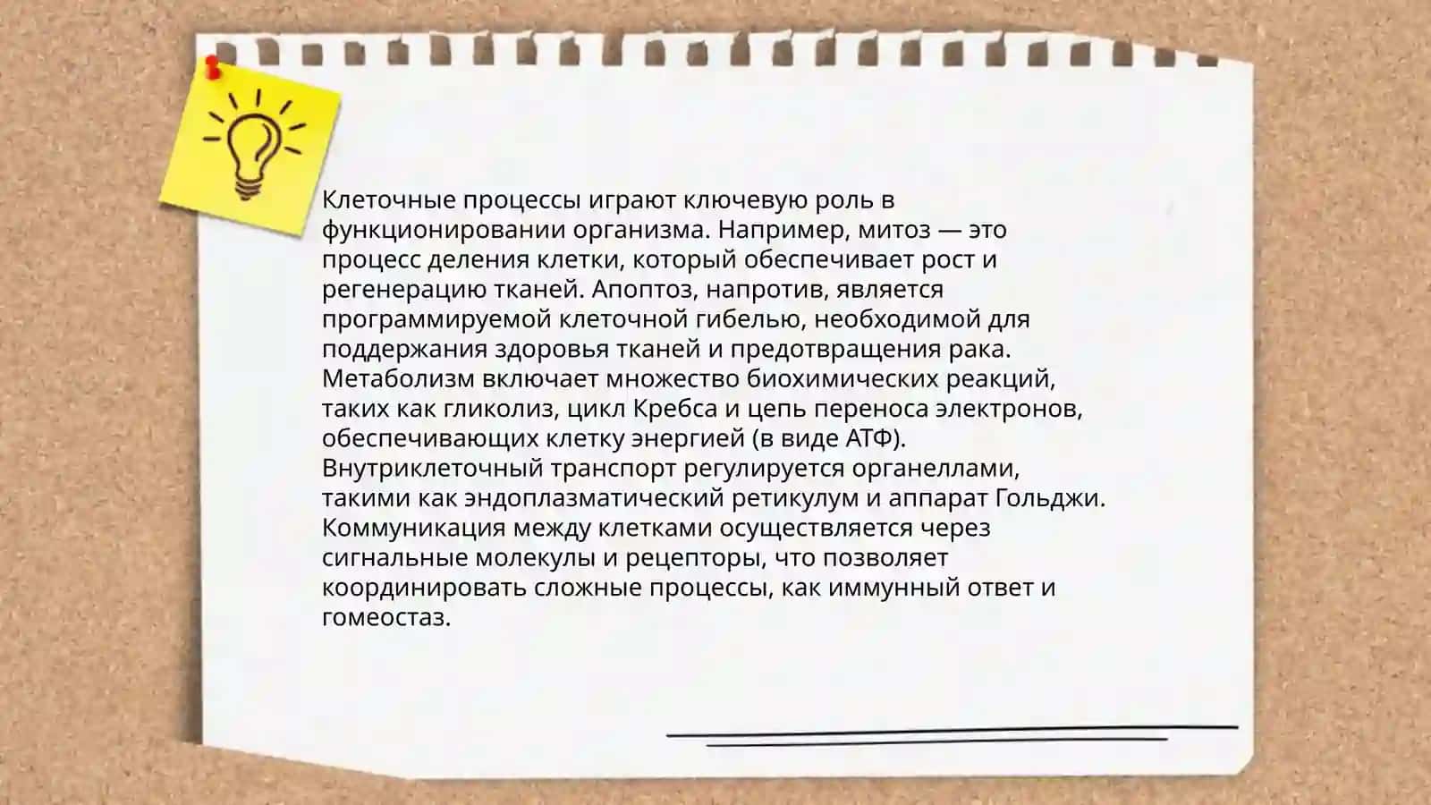 Физиология человека 4