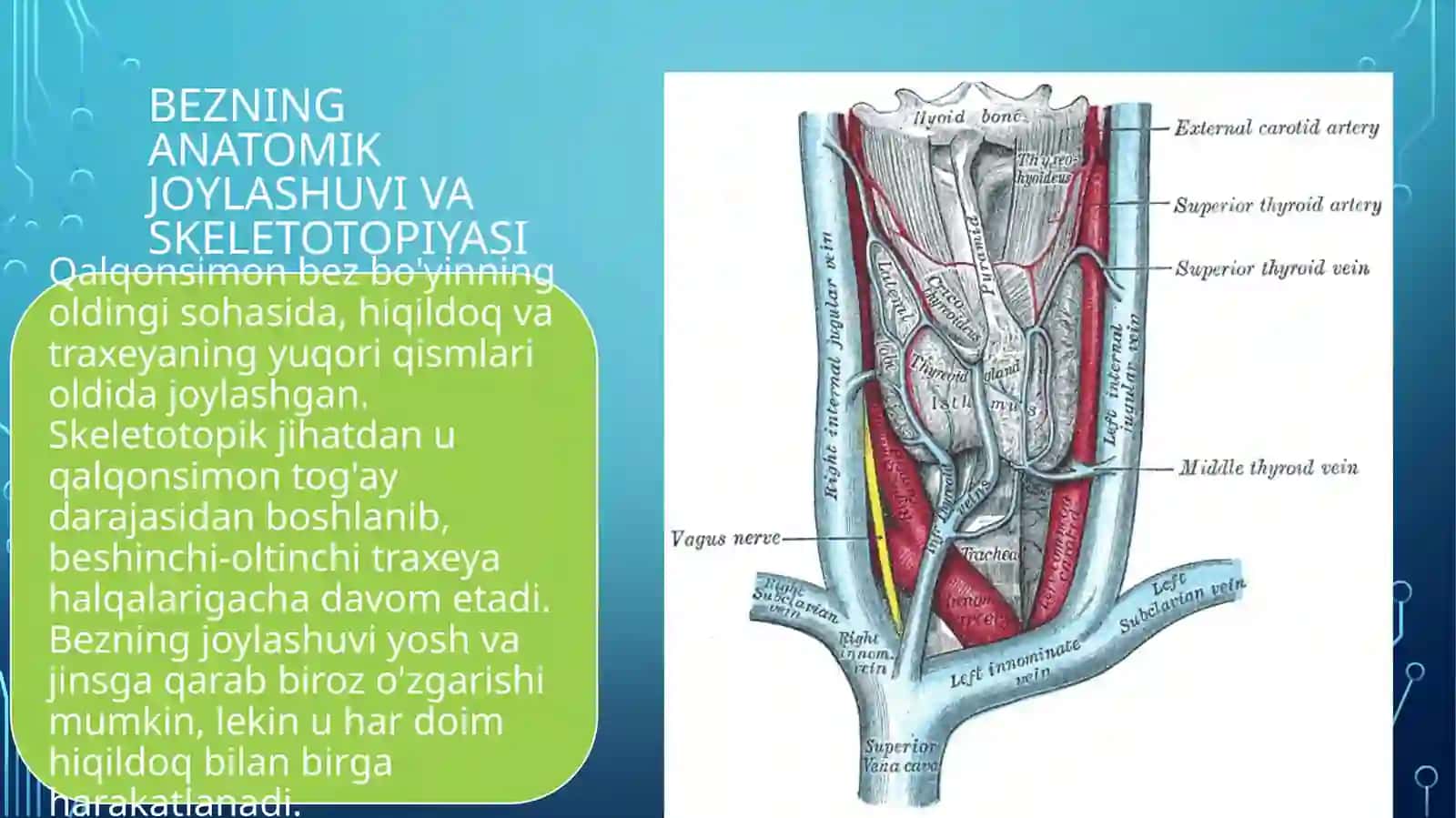 Qalqonsimon bezning tuzilishi, taraqqiyoti va vazifasi?anatomiya 4