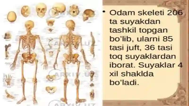 Skeletni segmentli tuzulishi uning tuzulish prinsiplari.Umurtqa pogʻoasini yosh va jinsga nisbatan 4