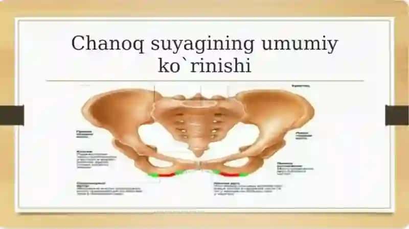 Chanoq va oyoq suyaklarining yoshga nisbatan xususiyatlari. Sport va mehnat faoliyatini chanoq va oyoq suyaklariga ta'siri, rivojlanish nuqsonlari 4
