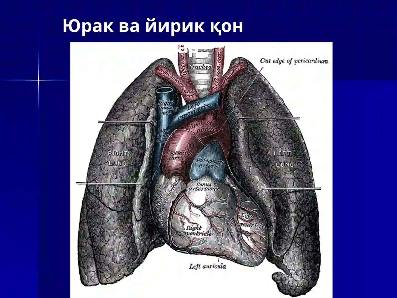 Юрак тузилиши 4