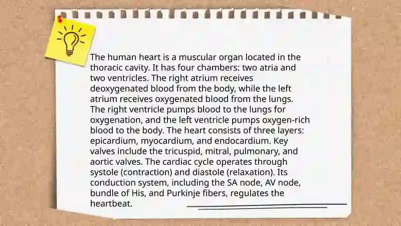The Importance of the Heart in Human Life 4