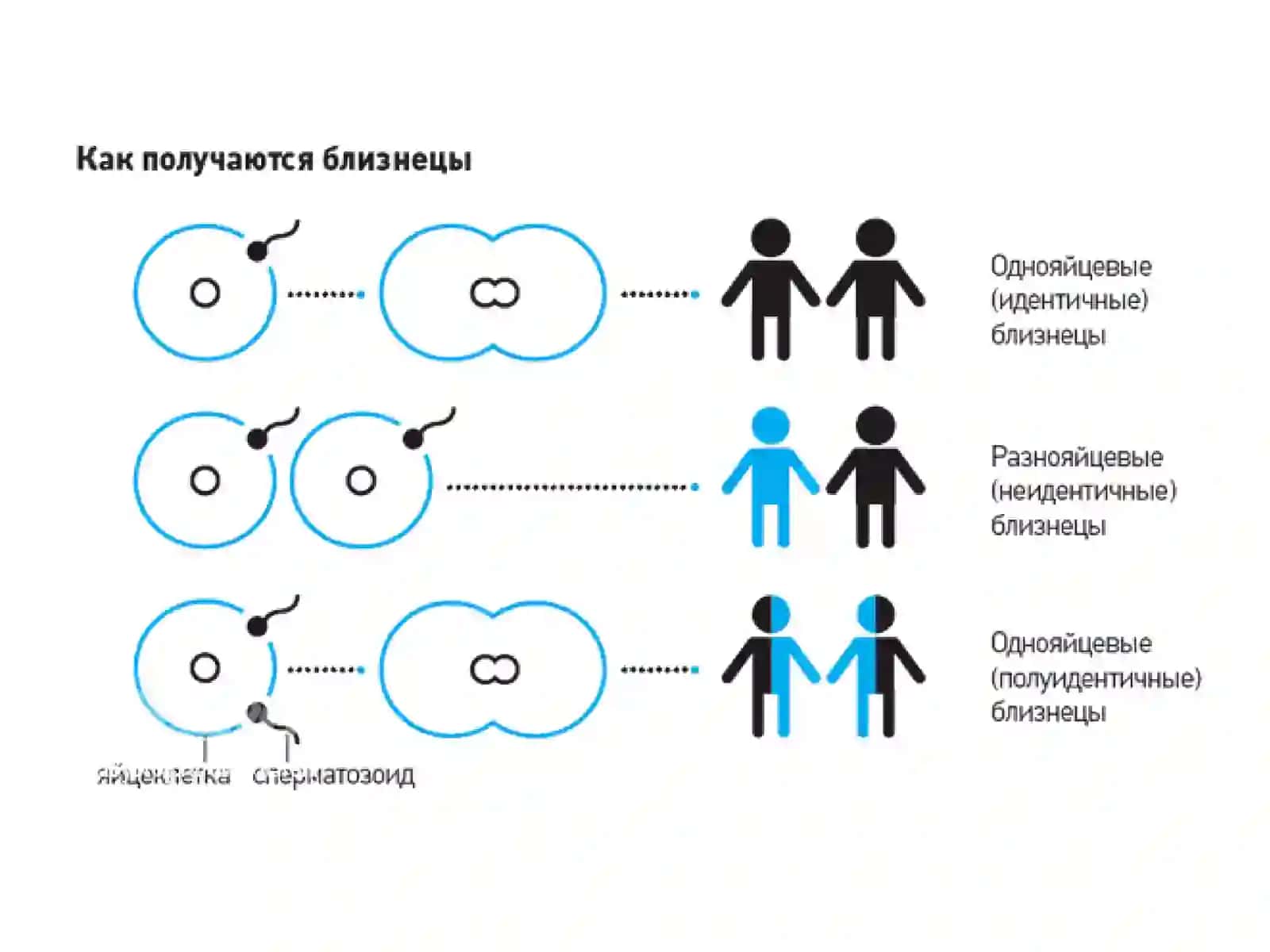 МЕТОДЫ ИССЛЕДОВАНИЯ МЕДИЦИНСКОЙ ГЕНЕТИКИ 4