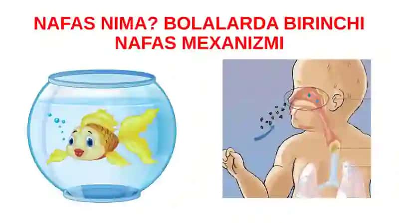 BOLALAR NAFAS TIZIMINING ANATOMO-FIZIOLOGIK XUSUSIYATLARI 4
