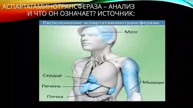 Коннинг АЛТ ва АСТ фермент тахлиллари 4