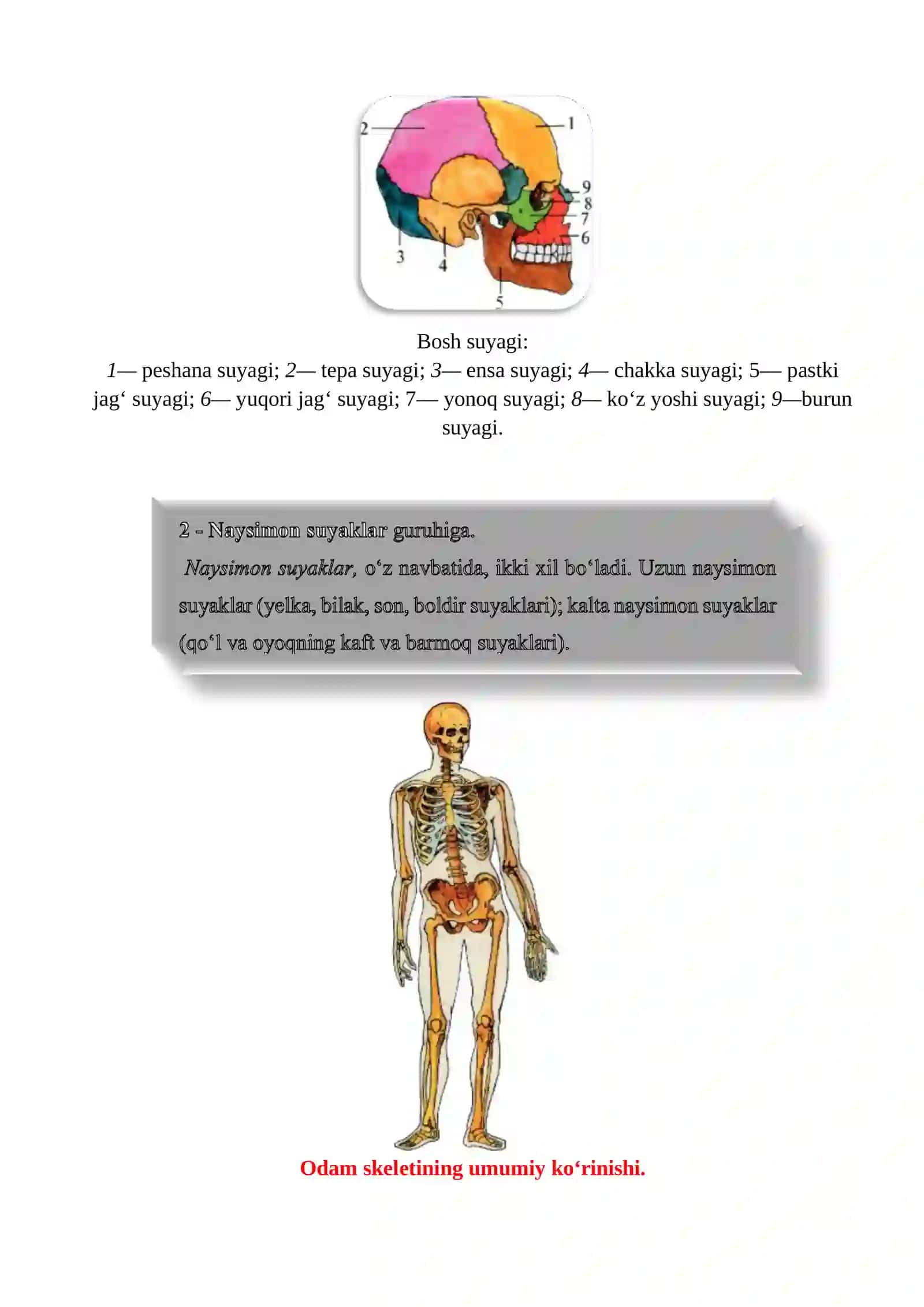 8-sinf biologiya .Suyaklarning tuzilishi va o'sish 4