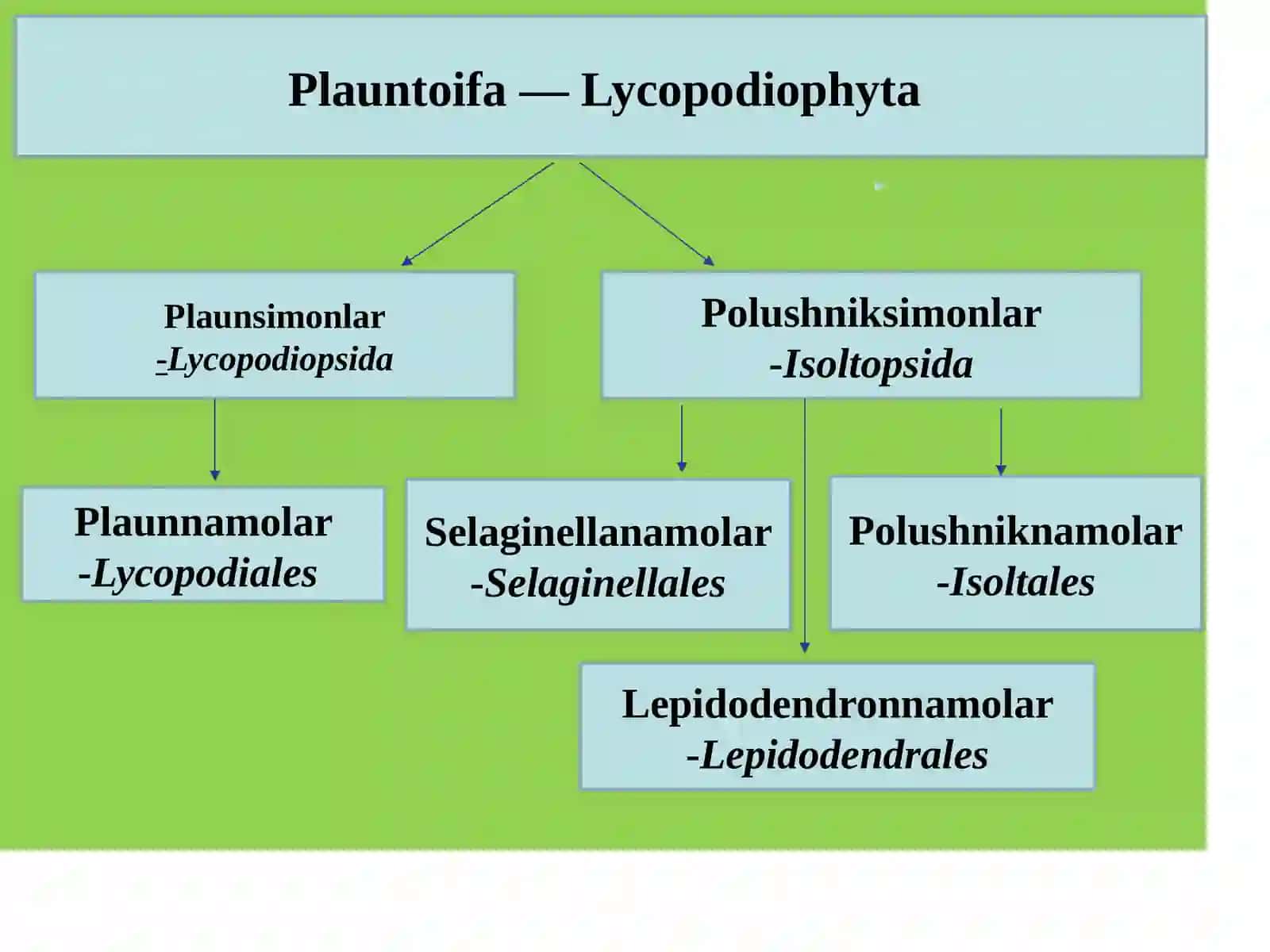 Plauntoifa — Lycopodiophytabo’limi 4