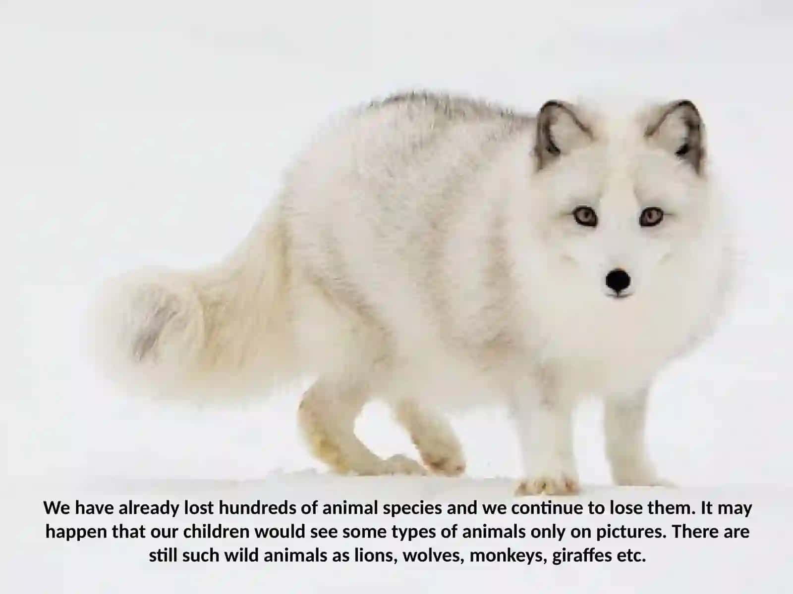 Animals and their types 4