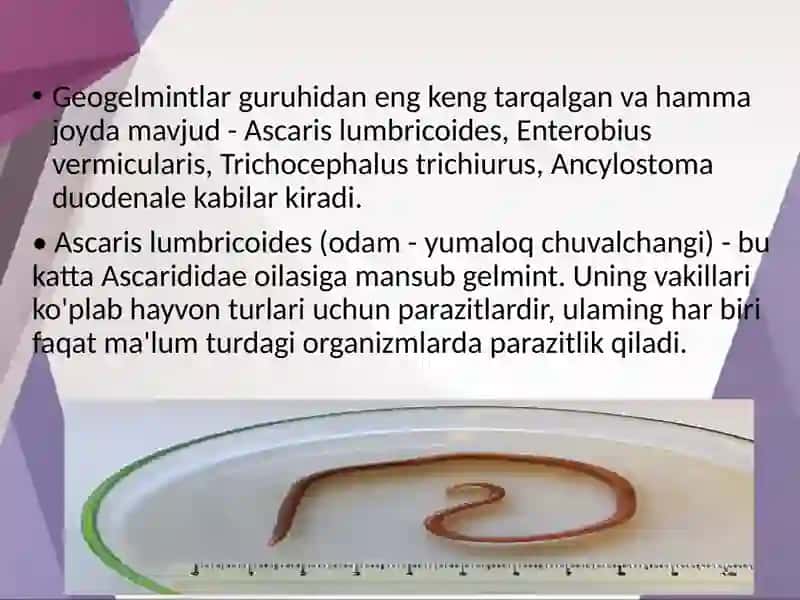 Odamda parazitlik qiluvchi yumaloq chuvalchanglar 4