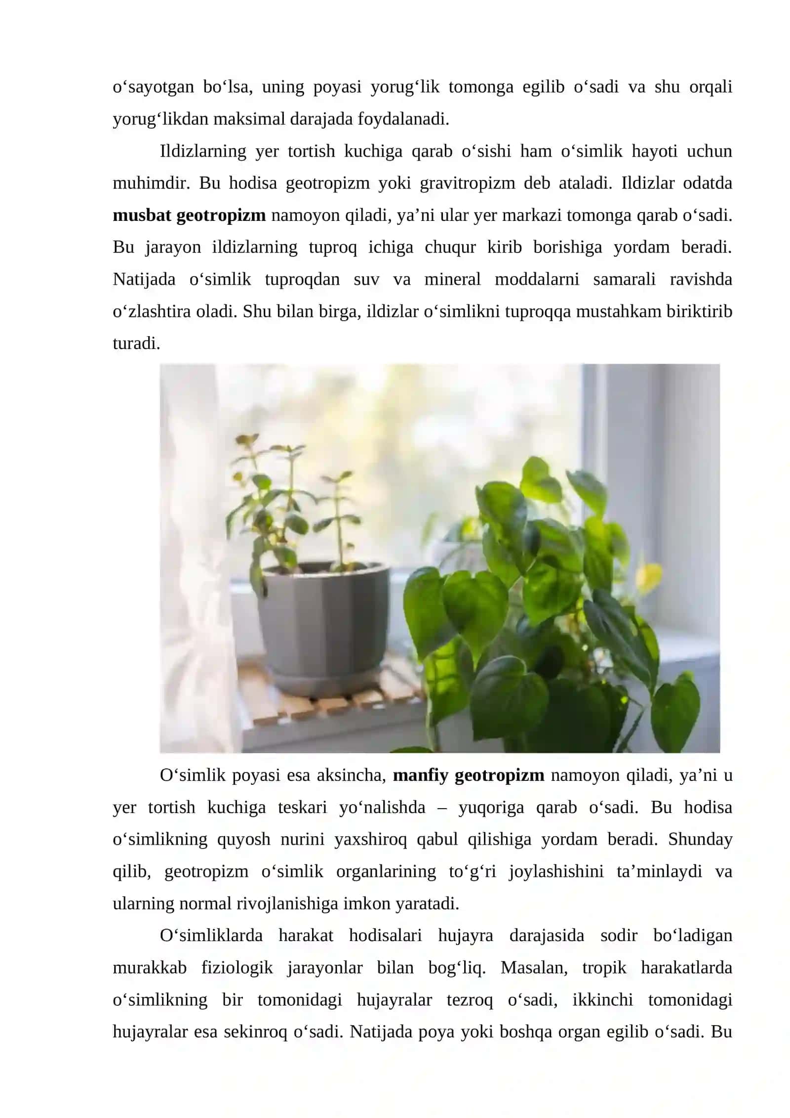 O‘simliklardagi fotonastiya, fototropizm va geotropizm hodisalarini kuzatish 4