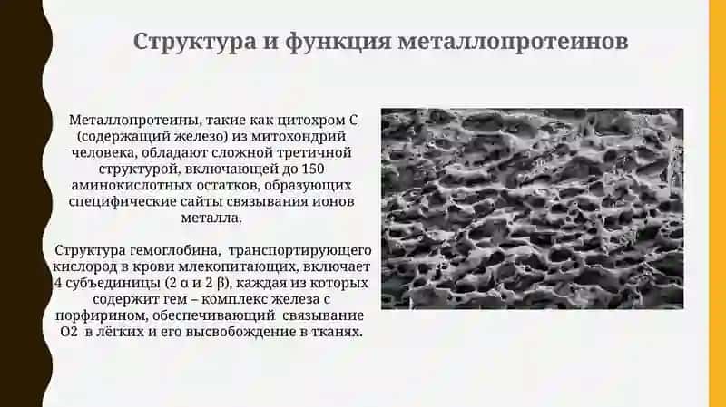 Роль металлов в биологических системах: металлопротеины 4