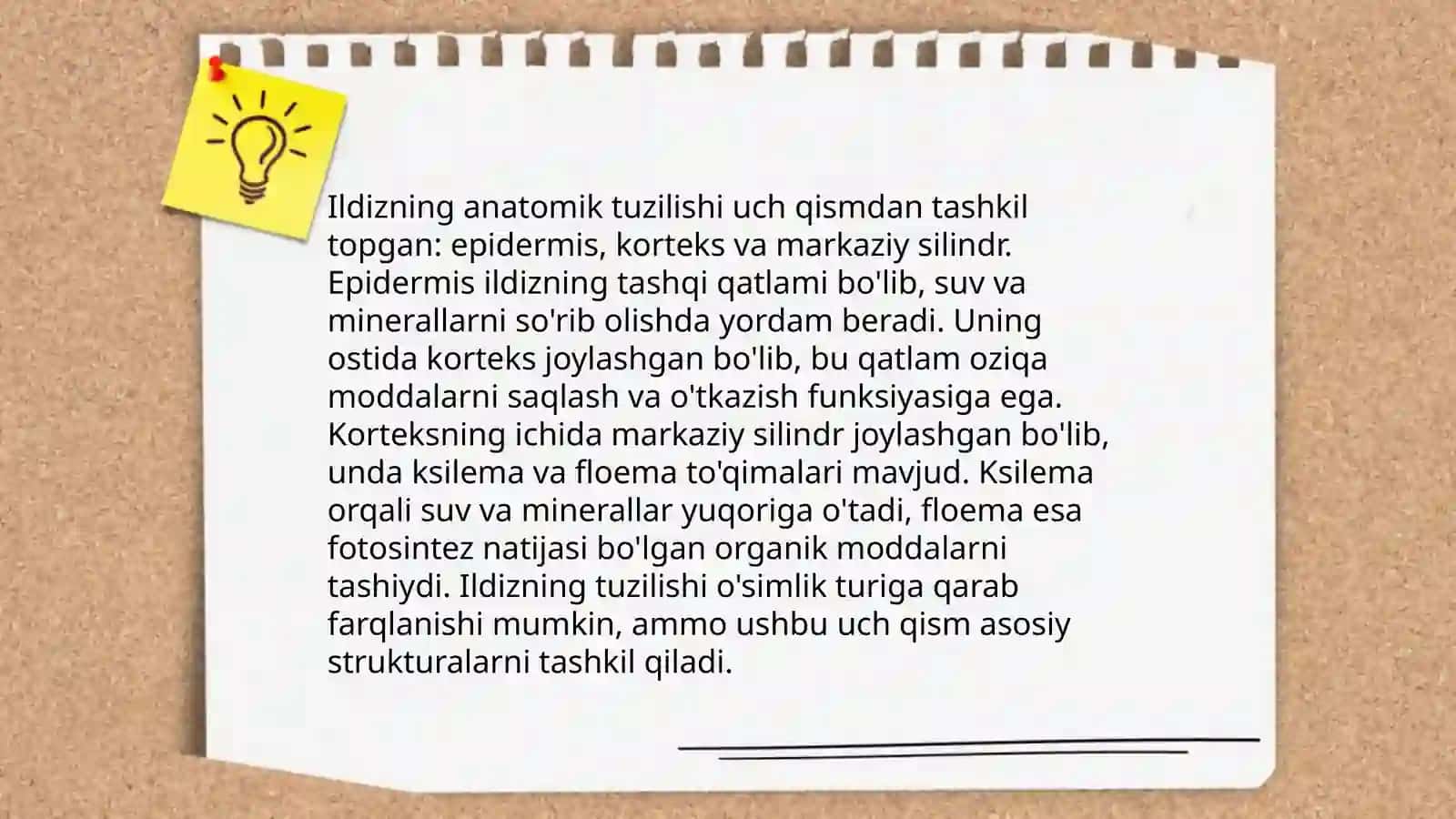 Ildiz tuzilishi, turlari 4