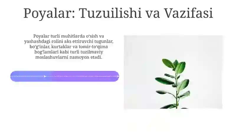 Oʻsimliklar anatomiyasi va fizialogiyasi 4