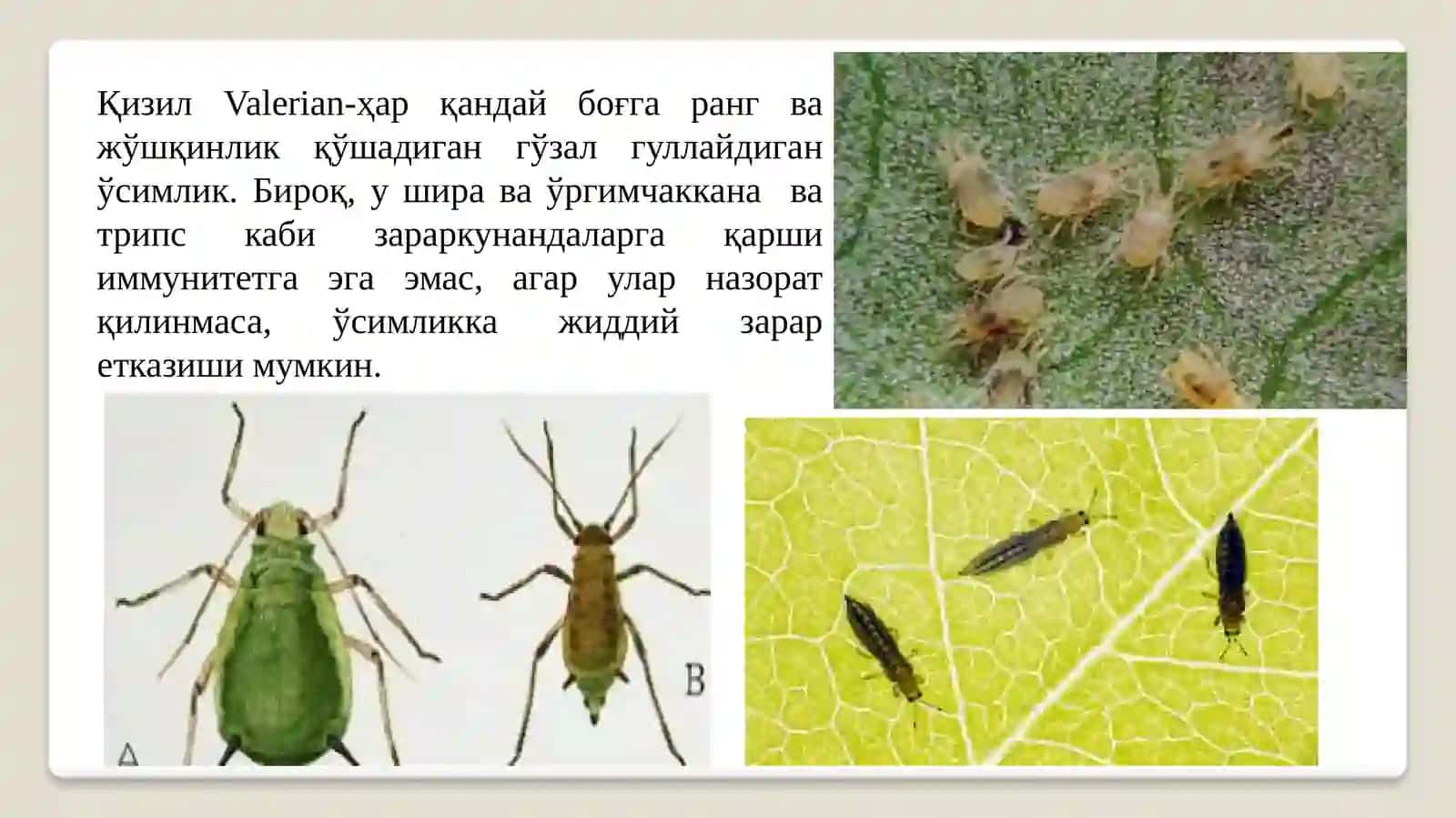 Aserun (Valeriana) Zararkunandalariga Qarshi Biologik Kurash Choralari 4