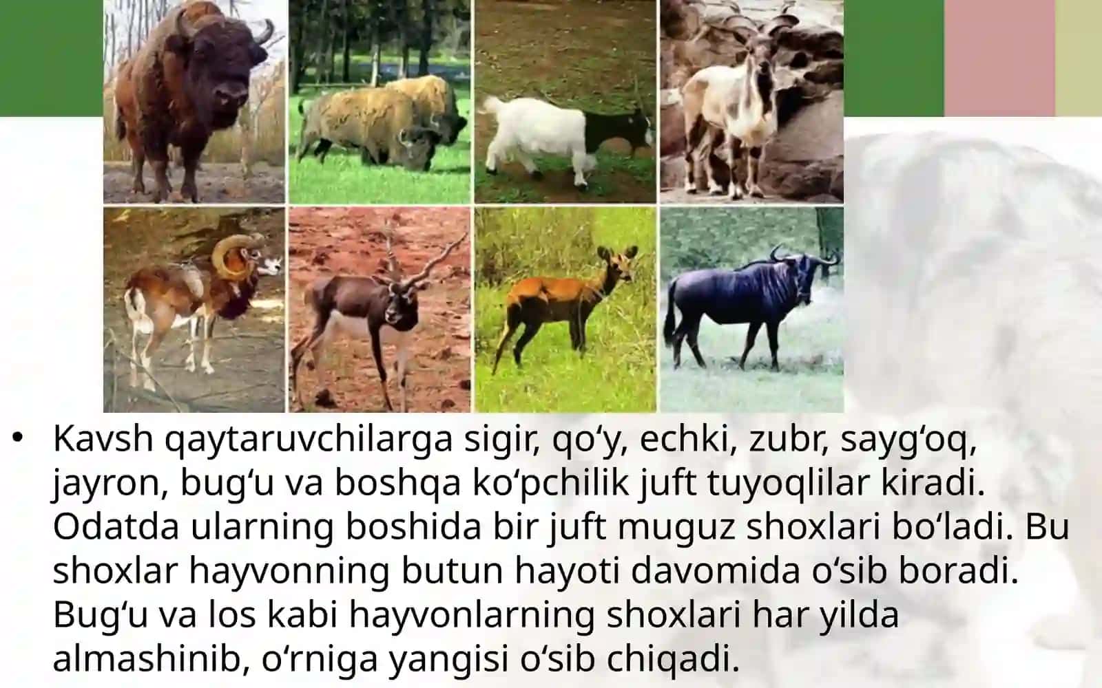 7-sinf Zoologiya 'Tuyoqli sutemizuvchilar' ko'rgazma 4