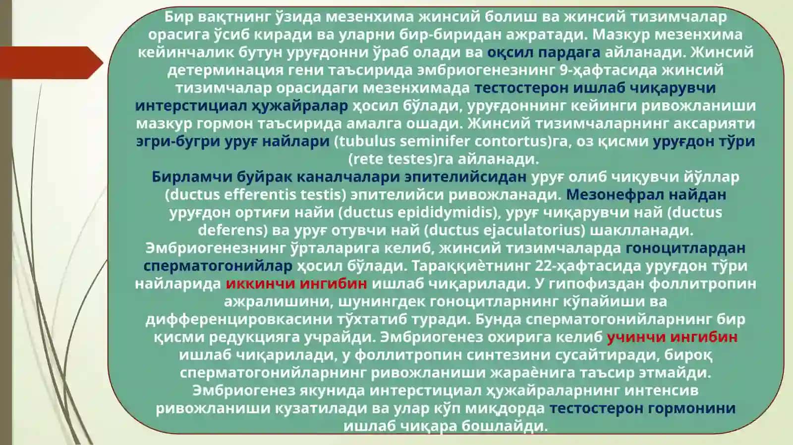 ЭРКАКЛАР ЖИНСИЙ АЪЗОЛАРИНИ ГИСТОЛОГИК ТУЗИЛИШИ 4