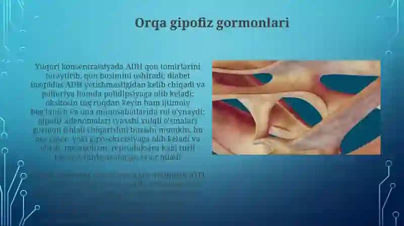 GipofizbeziFizialogiyasi 4